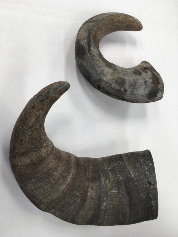 BUFFALO HORNS