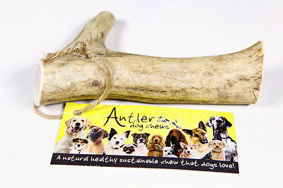 Original Large Antler Bar