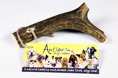 Original Medium Antler Bar