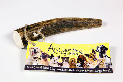 Original Small Antler Bar