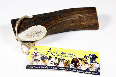 Original XL Antler Bar