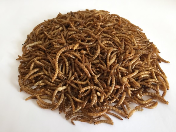 mealworms